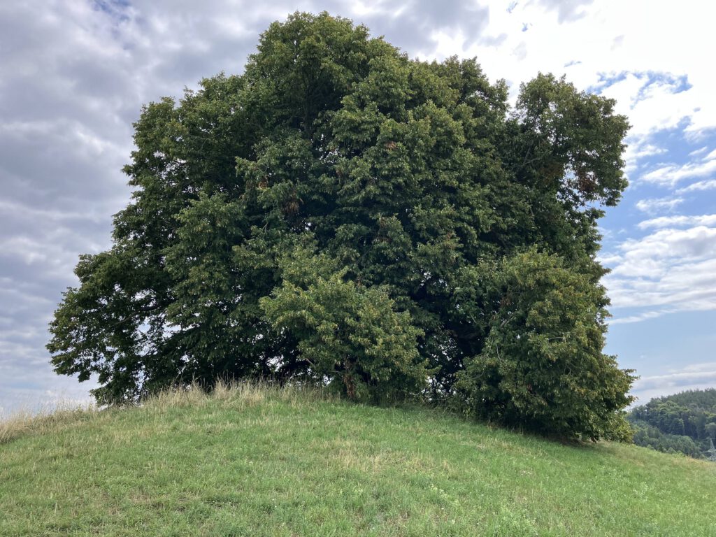Großer alter Baum auf einem Hügel